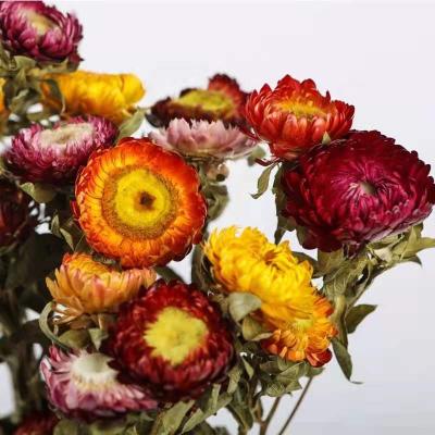 China Natural Contact Wholesale Preserved Flowers Dried Natural Flowers Dried Strawflower For Flower Decoration for sale