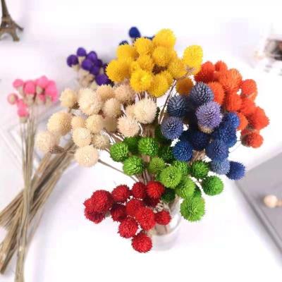 China Natural Touch Cheapest Price Dried Plants Decoration Flowers Small Size Real Dried Gomphrena For Sale for sale