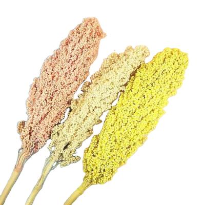 China Low price natural hot sale plant touch immortal flowers dried flower sorghum for wedding decoration flowers for sale