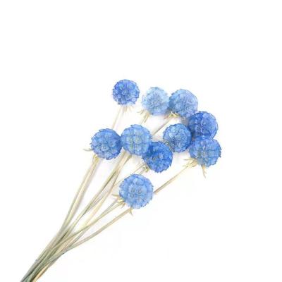 China Natural Flower Bouquet Touch Dry Natural Flowers Preserved Real Touch Immortal Scabiosa Pods For Festival for sale