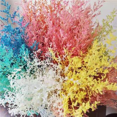 China Natural Touch Plant Dried Natural Flower Preserved Real Bleached Immortal Caspea Limonium For Gift Bouquet for sale