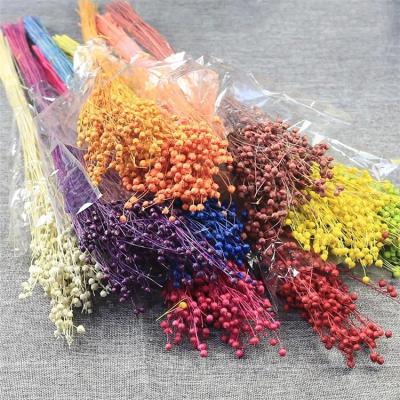 China Natural Touch Romantic Wholesale Dried Flower Rich Beans Natural Preserved Preserved Flowers for sale