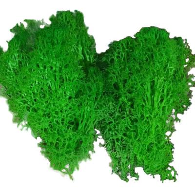 China Wholesale high quality natural touch interior decoration preservation dry moss for sale for sale