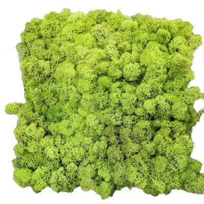 China Natural Touch Green Reindeer Preserved Moss Wall For Decoration for sale