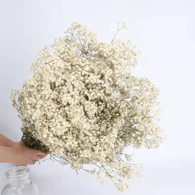 China Wholesale high quality natural touch preserved flower gypsophila babysbreath preserved flower real to wedding decor for sale