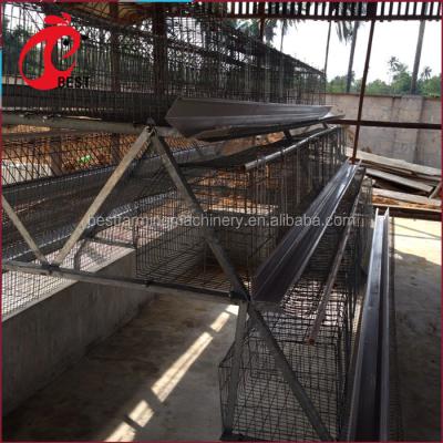 China Automatic Chicken Farm Egg Collection System for sale