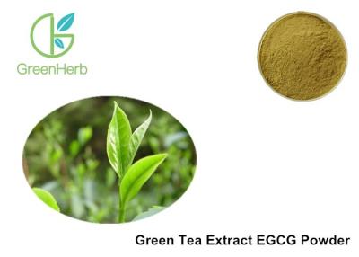 China Food Grade Pure Green Tea Extract Powder EGCG Powder Antioxidant Protection for sale