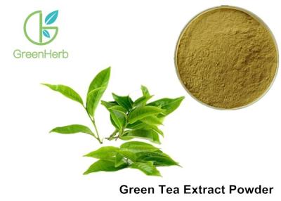 China White Green Tea Extract Powder Polyphenol 90% / Catechins 65% / EGCG 40% for sale