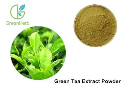 China 100% Pure Green Tea Extract Powder Anti - Bacteria For Cosmetics / Food for sale