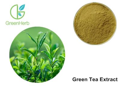 China Green Tea Leaf Extract Treating Measles , 30% Polyphenols Powder for sale