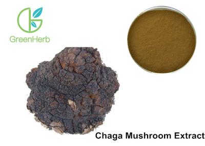 China Chaga Mushroom Extract Phaeoporus Obliquus 30% Anti - Tumor Regulating for sale