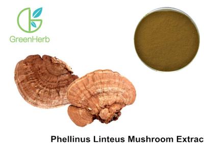 China Pharmaceutical Natural Botanical Extracts Phellinus Linteus Extract  Brown Yellow Powder for sale