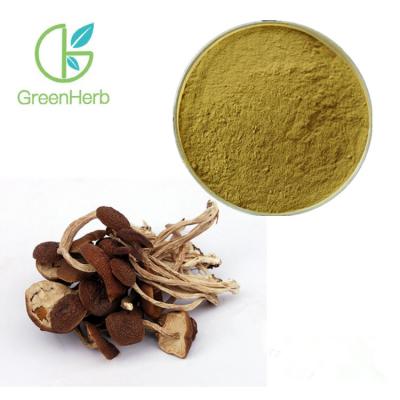 China Tea Tree Mushroom Vegetable Extract Powder Polysaccharides 10% - 40% Powder for sale