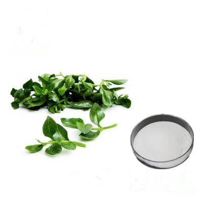 China White Whole Herb Herbal Plant Extract Powder Andrographis Paniculata Extract for sale