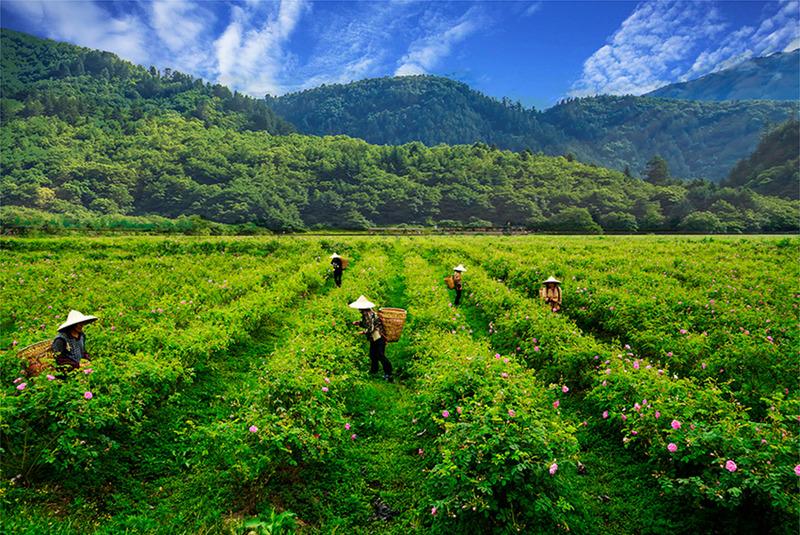 Verified China supplier - Sichuan Mengtou Agricultural Technology Development Co., Ltd.