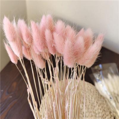 China Plastic Flowers Lagurus Ovatus Bunny Lagurus Ovatus Grass from Mini Decorative Bouquet Wholesale Dried for sale