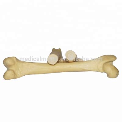 China Vivid Dog Femur Bone Anatomy Factory Outlet Surgery Training Model for sale