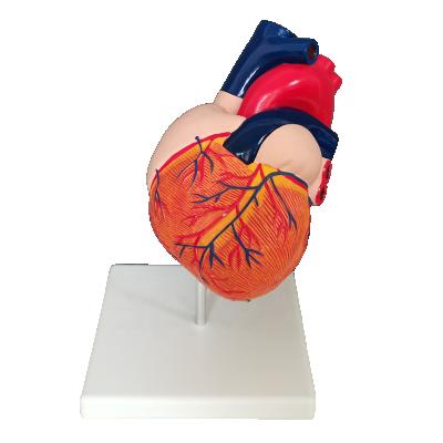 China Realistic Human Simulation Anatomy PVC 1.5 Times Life Size Human Heart Model for sale