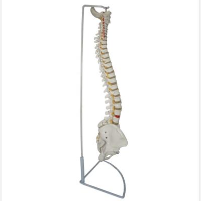 China Medical Teaching Life Size Flexible Human Spine Model Of Medical School for sale