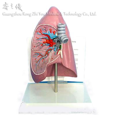 China R090207 Simulation Realistic Human Anatomy Human Body Parts Medical Disease Lung Model for sale