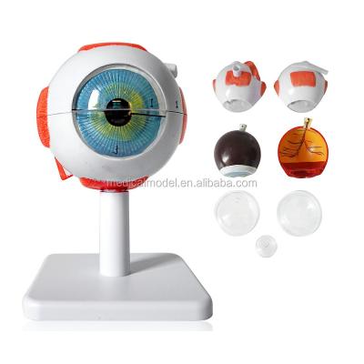 China Realistic Human Simulation 7 Piece 3 Times Normal Human Eye Anatomical Model for sale