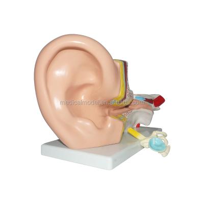 China Factory Price Realistic Human Simulation 3 Times Life Size Human Ear Model for sale