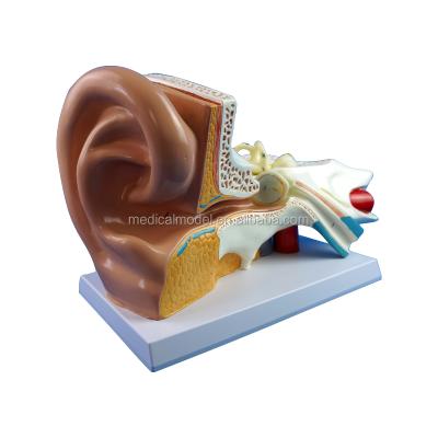 China Realistic Human Simulation Standard Inner Ear Medical Anatomical Plastic Model for sale