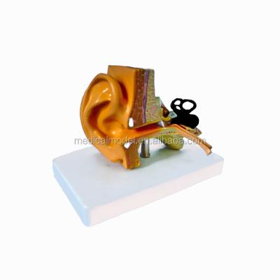 China Supplies Realistic Plastic Life Size Ear Science Human Simulation Anatomical Model for sale