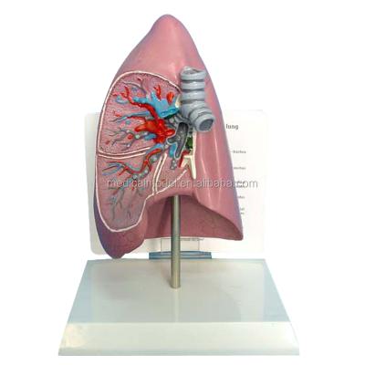 China Realistic Anatomy Human Lung Model of Human Simulation Medical Science for sale