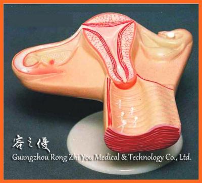 China Realistic human simulation R110404 the uterus of the design female process anatomy medical model for sale