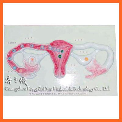 China R110403 Realistic Human Simulation Sperm Development In Uterus Stage Description Human Anatomy Model for sale