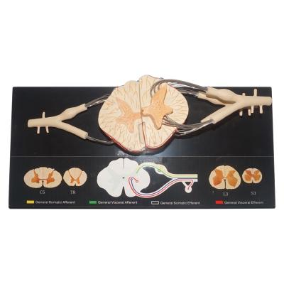 China Realistic Human Simulation Central Nervous System, Neural Spinal Cord Model for sale