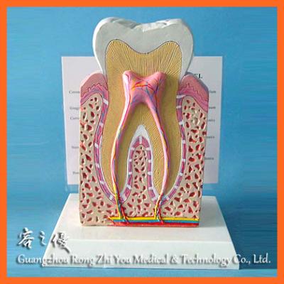 China R080115 Realistic Human Simulation Medical Demonstration Human Normal Dental Teaching Teeth Structure Model for sale