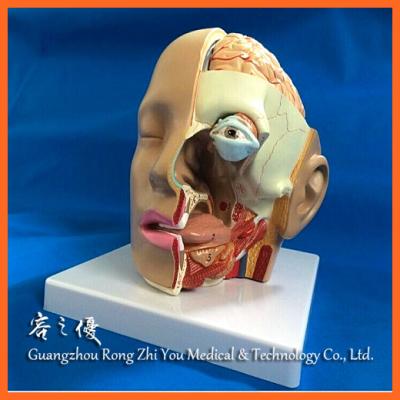 China Detailed Anatomy Structures R050114 Brain Anatomical Teaching Model With Human Head for sale