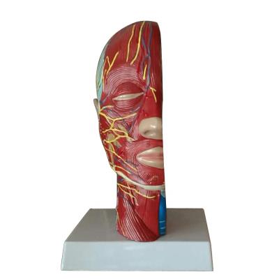 China Detailed anatomy structures human head muscle shallow nerve medical anatomical model for sale