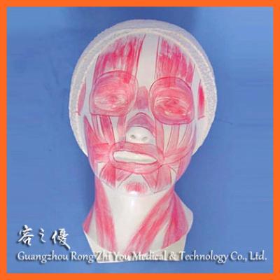 China Detailed Anatomy Structures R050121 Beauty Care Head Appearance Human Face Muscles Models for sale