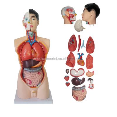 China Vivid High Quality 85CM Male Torso With 19 Parts Internal Organs, Human Torso Model for sale