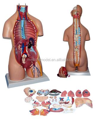 China Detailed Main Anatomy Structures 85CM Female And Male Torso With Internal Organs 32 Parts, Human Torso Model for sale