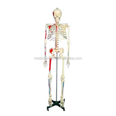 China Durable Human Bone Models Scientific Painted Human Skeleton for sale