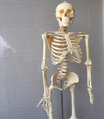 China Durable Life Size Human Skeleton Anatomical Model, Cheap Skeleton for sale