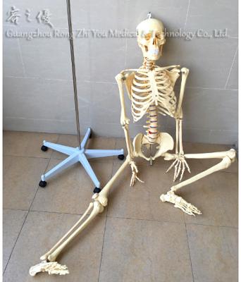 China Medical School Plastic Human Skeleton Model, Human Skeleton 3d Model for sale