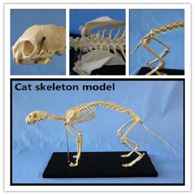 China Detailed Anatomy Structures Animal Biology Teaching Cat Skeleton Anatomy Model, 3d animal anatomy model for sale