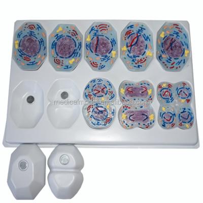 China Realistic Model 10PCS Simulation Mitosis Set for Medical and Scientific Classrooms and Office for sale