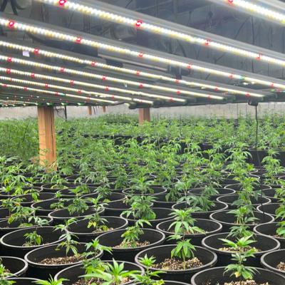 China Seed Starting Huanxu Led Plant Growing High Crop Greenhouse 1000w Led To Grow Light for sale