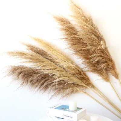 China Green environmental protection wedding natural pampas grass decor cortaderia superb longest decoration home wholesale for sale