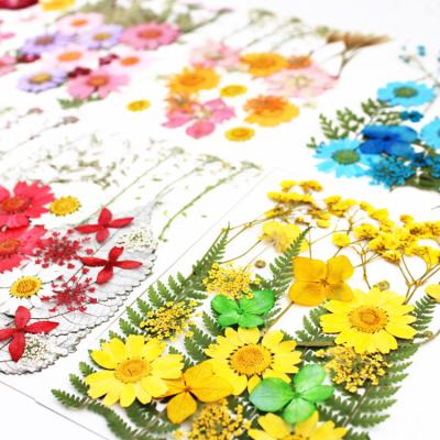 China Natural Flower Natural Dry Flower Package With Material Package For Kids Handmade Embossing Flowers Dry Pressed Press for sale