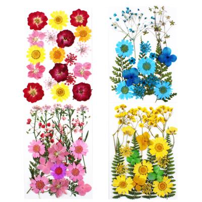 China Natural Flower Embossed Plant Specimen Flower Painting Material Real Drops Paste Dry Leaves Pressed Flower for sale