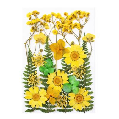 China Natural Flower Leaves Stick Painting Real Flower Real Plant Specimen Embossed Flower Dry Flower Pressed for sale