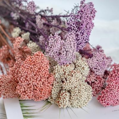 China Green environmental protection newly preserved rice flower ozothamnus diosmifolius preserved flower with stem rice flower for sale