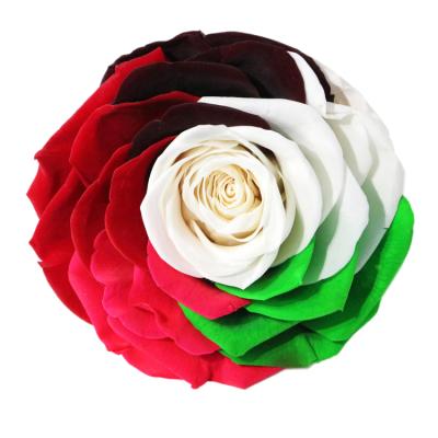 China Real Flower 9-10cm Large Everlasting Rose Green Rainbow Color Environmental Protection Preserved Roses for sale